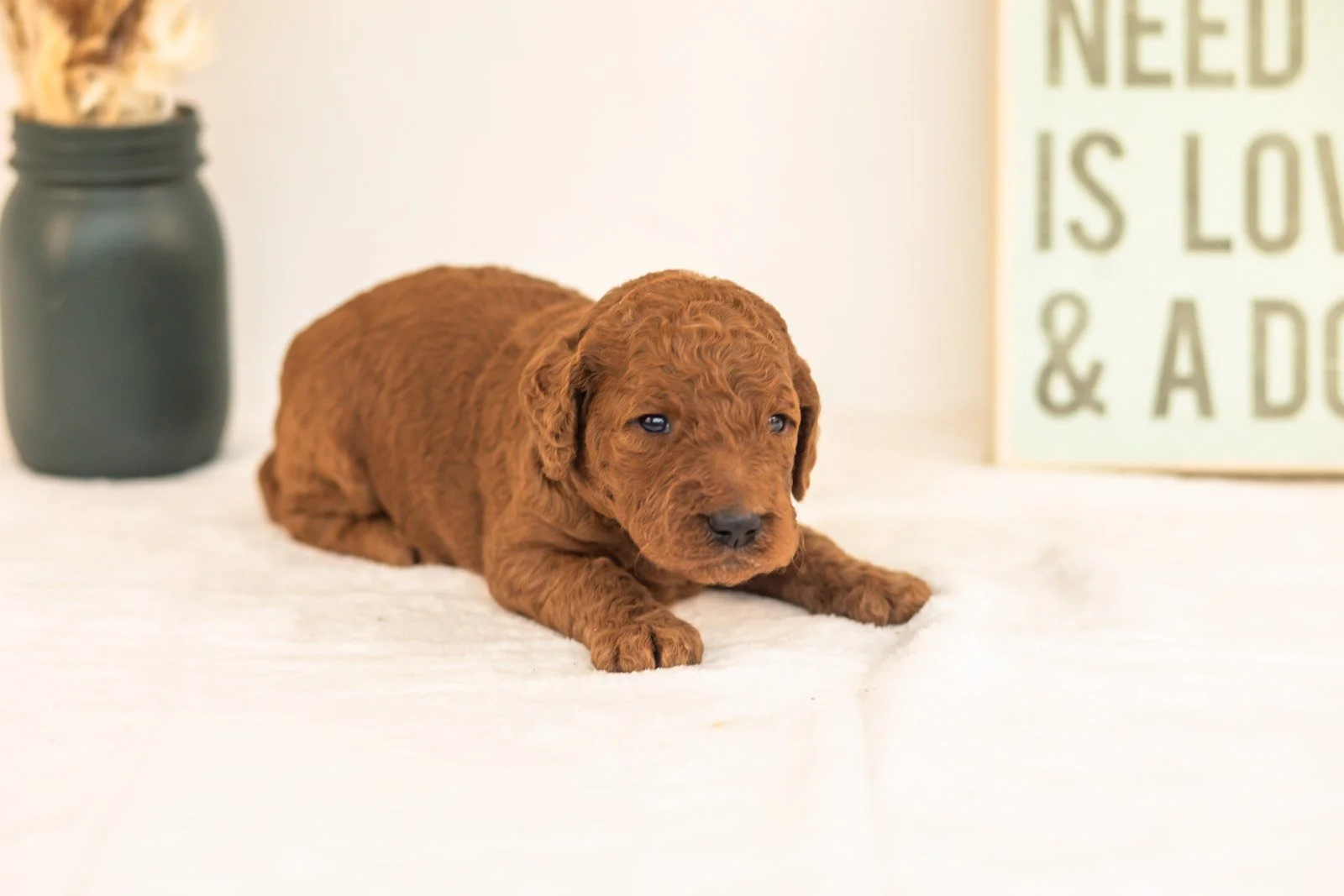 Roo goldendoodle for sale.jpg