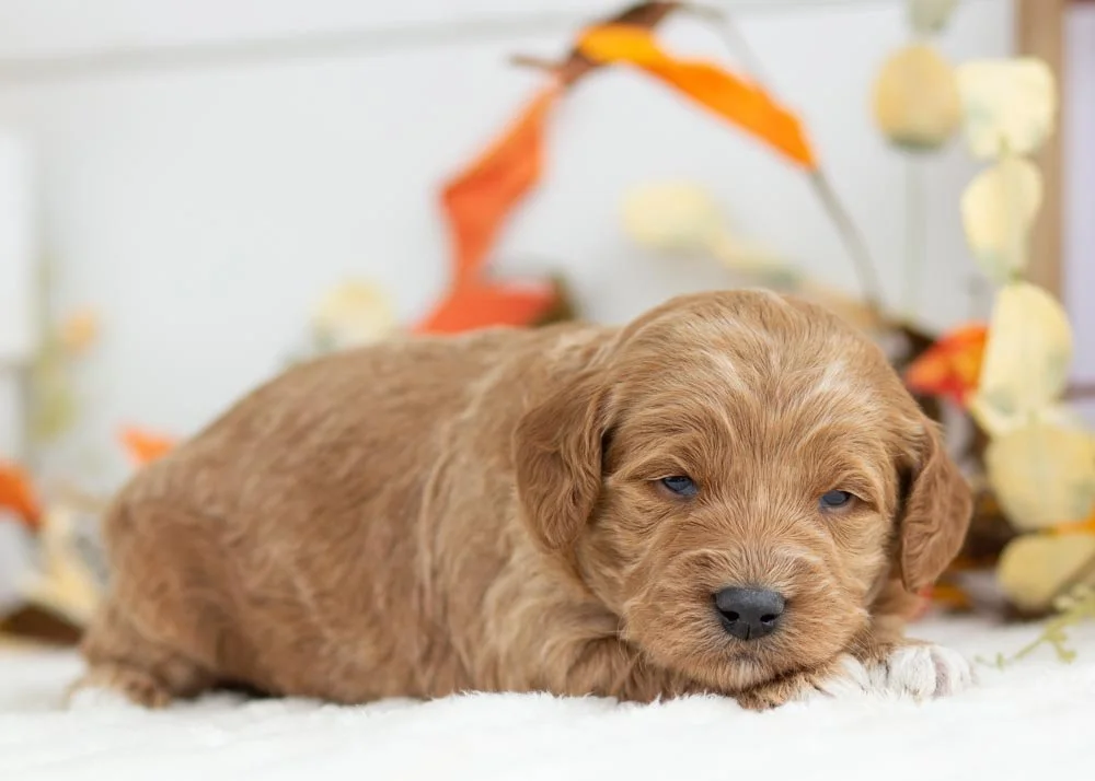 Brownie Batter goldendoodle for sale(2).jpg