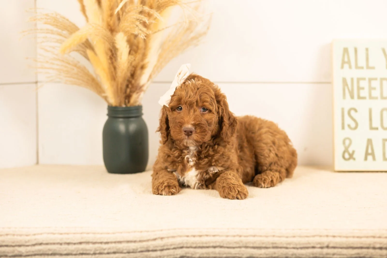 Layla goldendoodle for sale(4).jpg