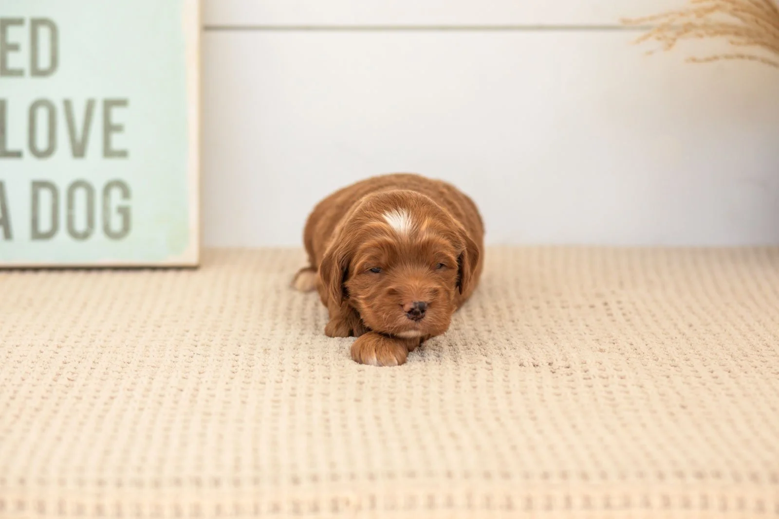 Bruce goldendoodle for sale(2).jpg