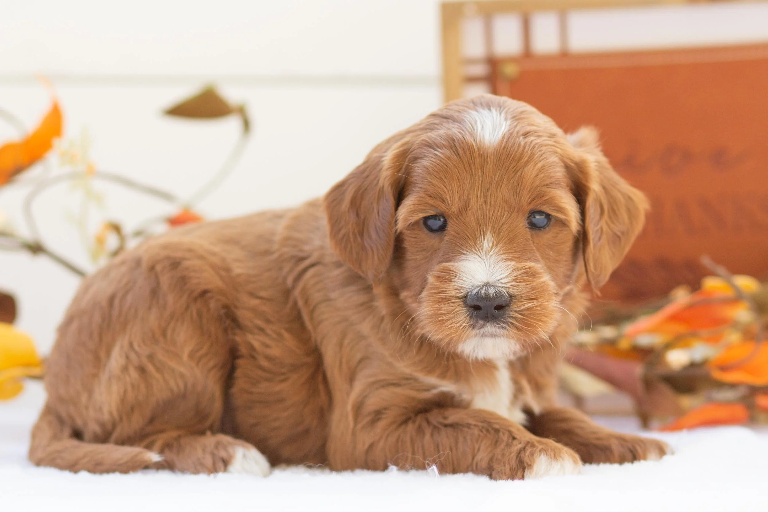 squash goldendoodle for sale(3).jpg