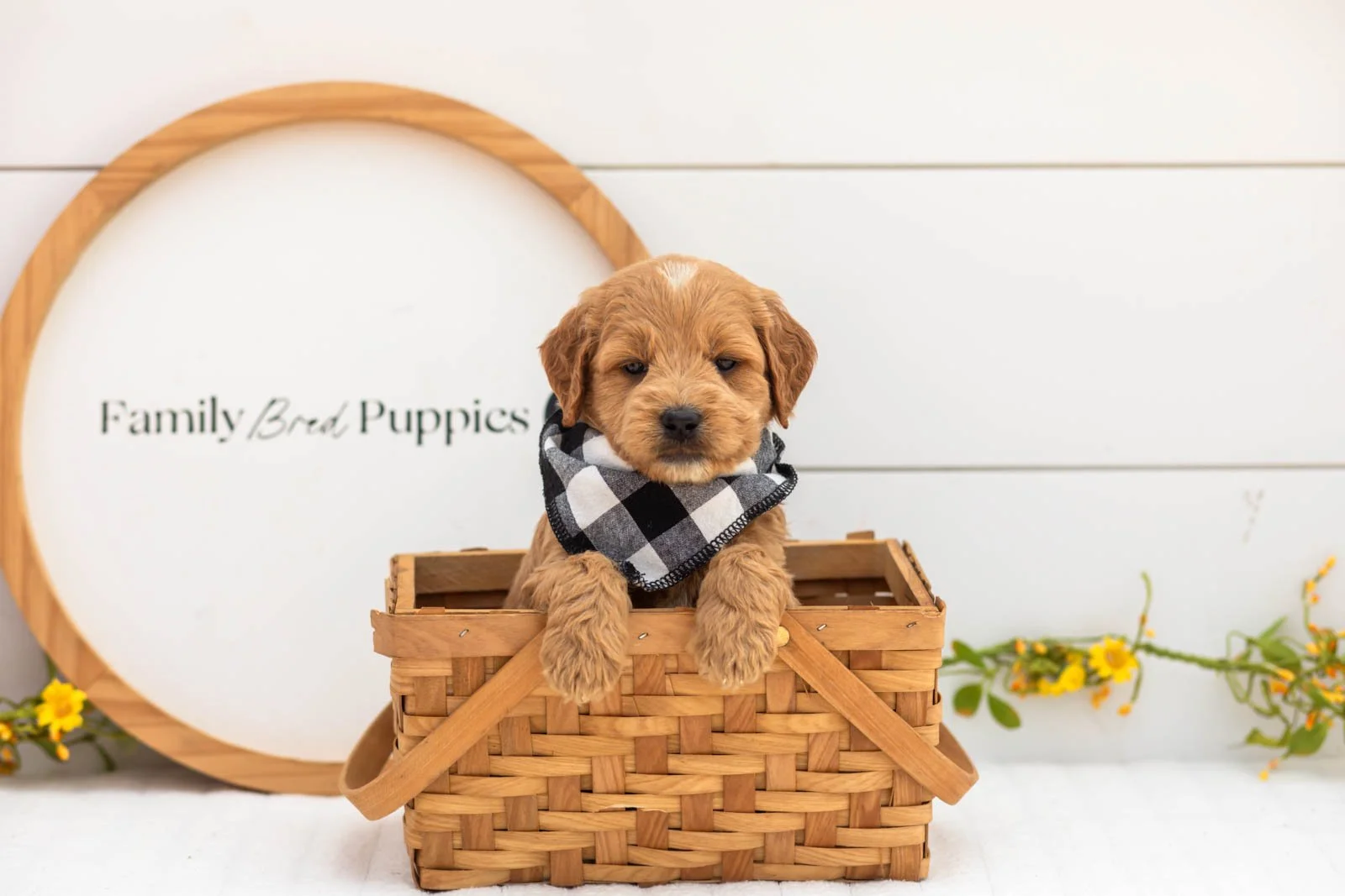 Barley goldendoodle for sale(3).jpg
