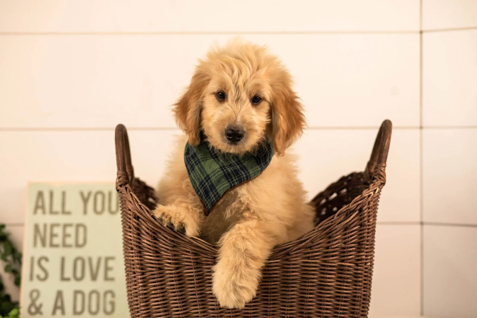 Ezra goldendoodle for sale(1).jpg