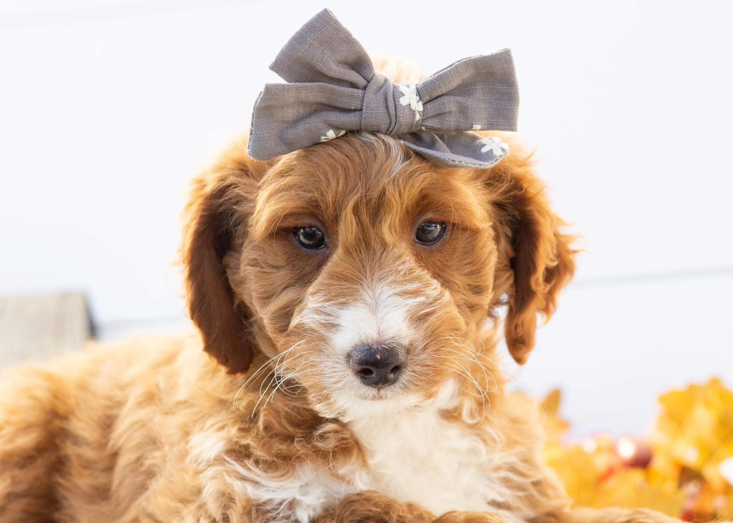 Dior goldendoodle for sale.jpg
