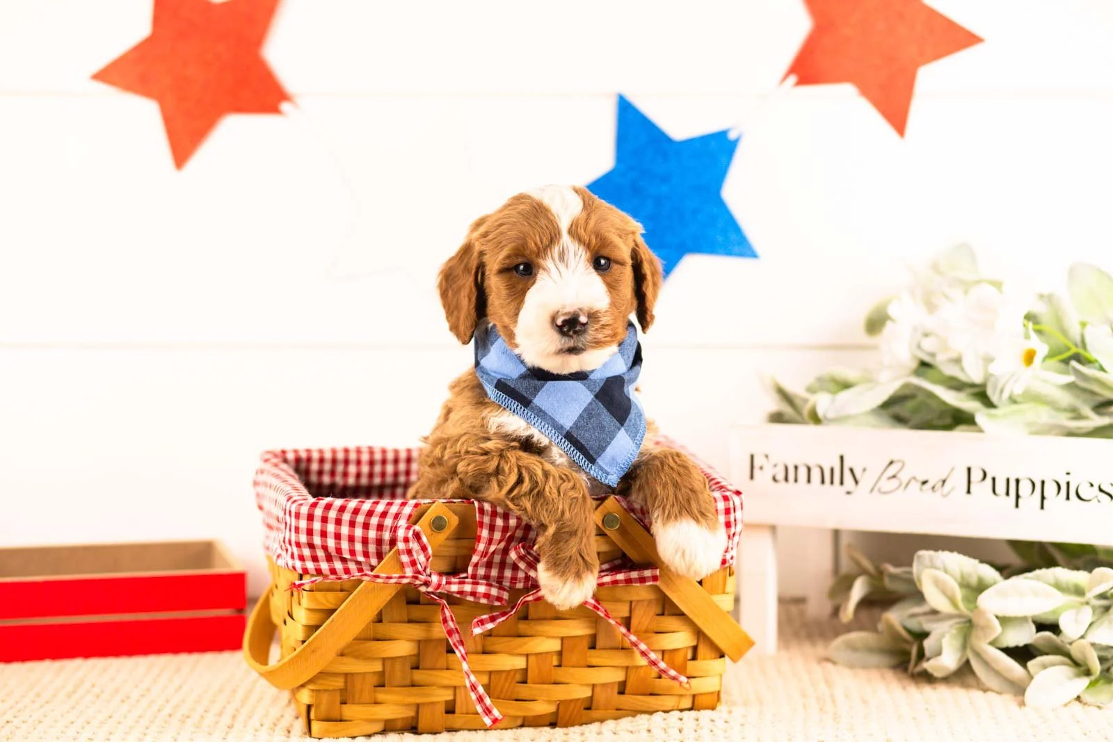 horatio goldendoodle for sale(4).jpg