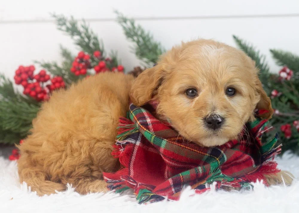beau goldendoodle for sale(3).jpg