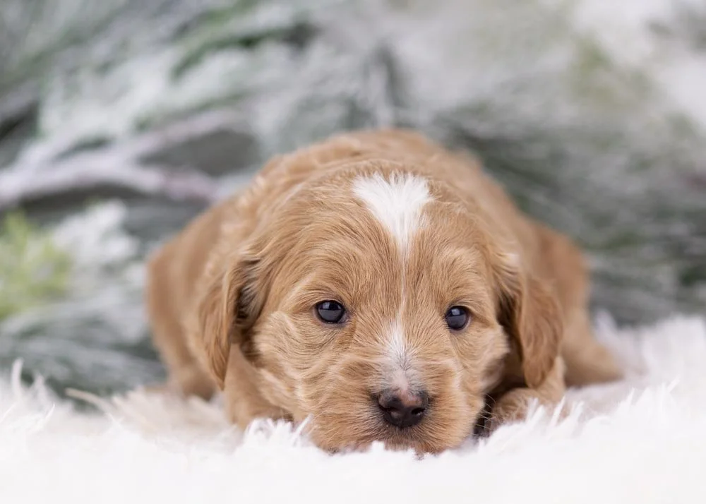 Elphaba goldendoodle for sale(3).jpg