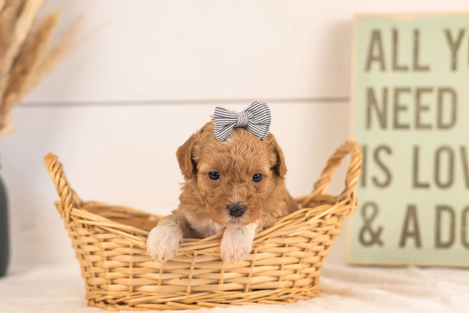 Tigers goldendoodle for sale(3).jpg
