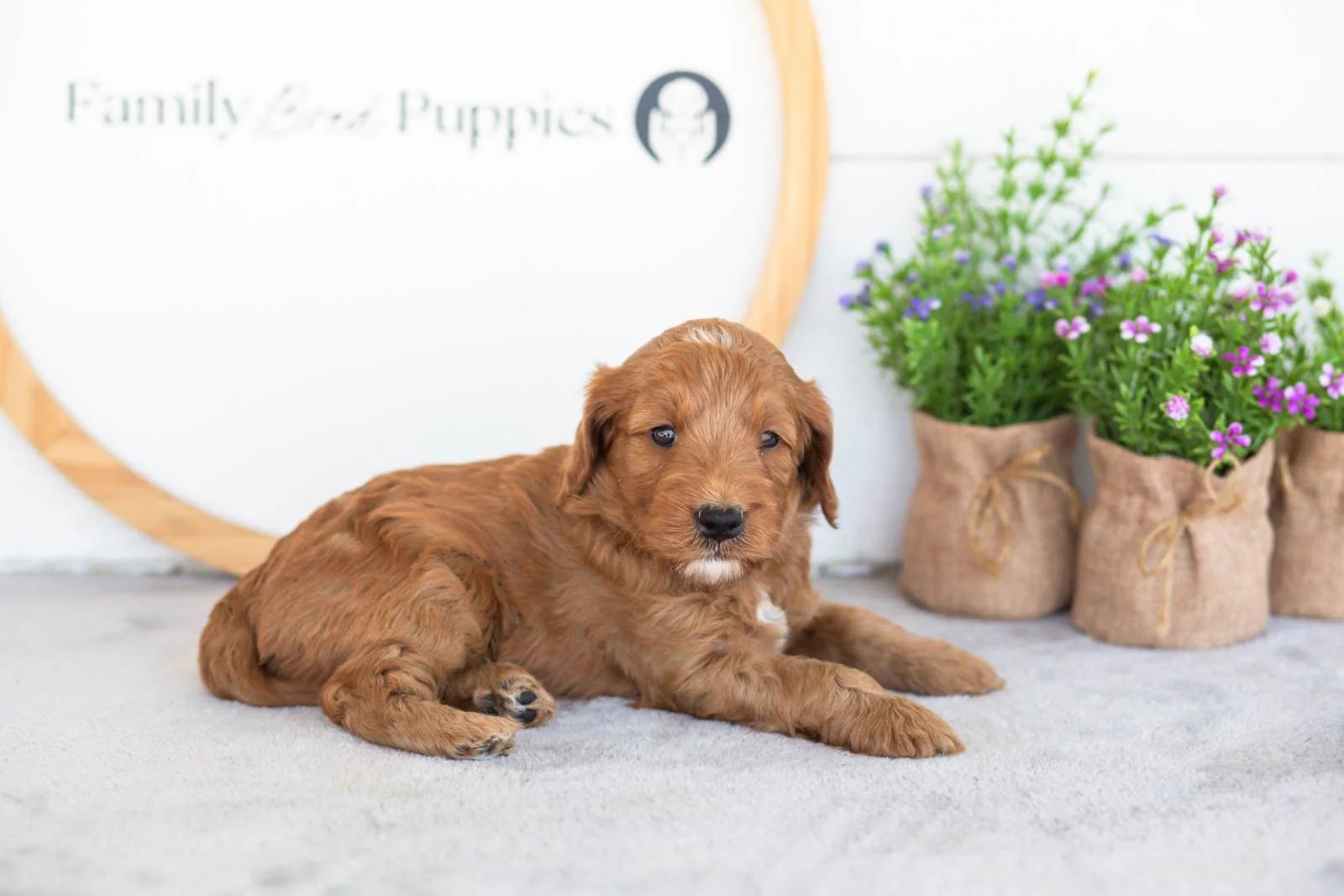 Angel goldendoodle for sale.jpg