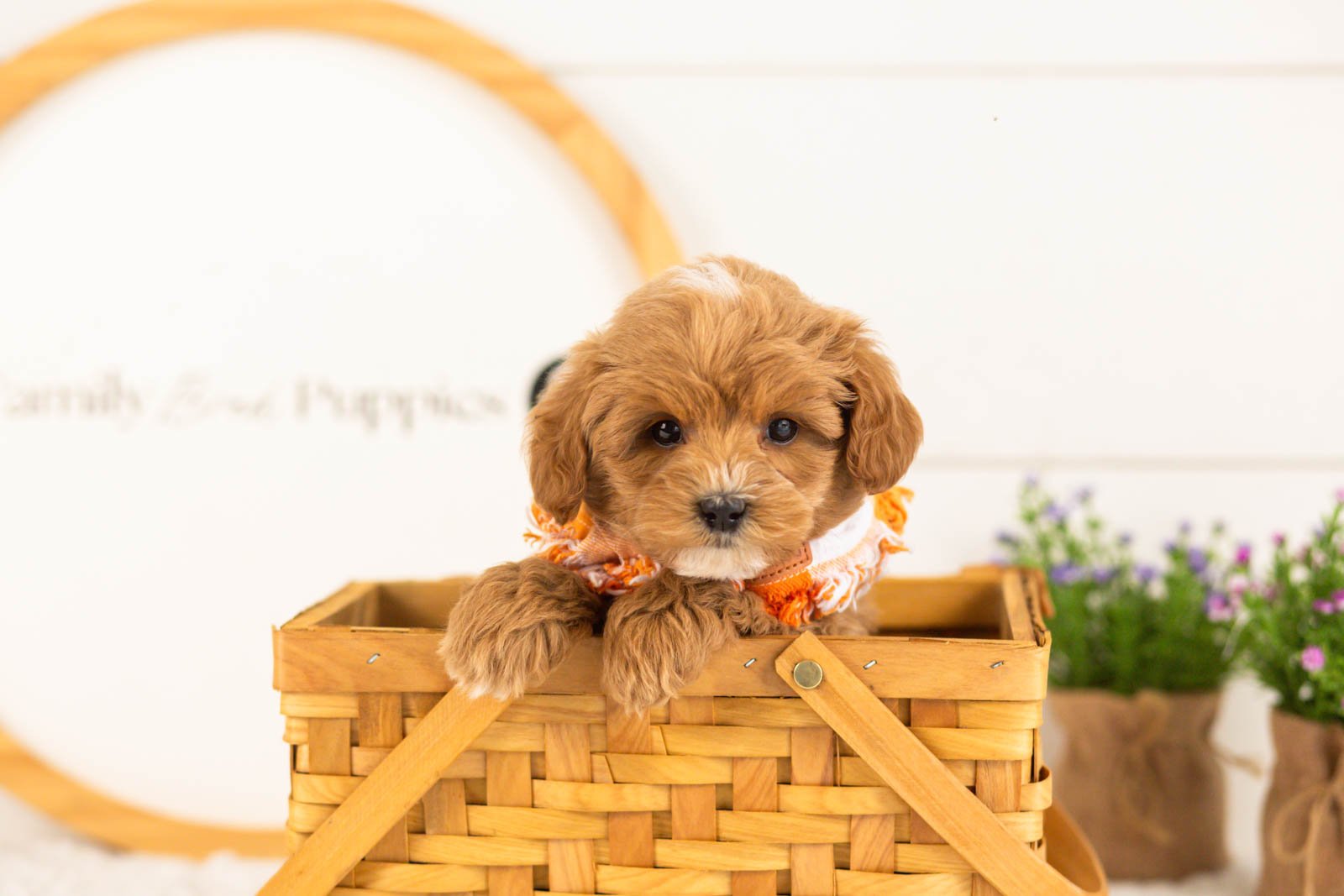 Cobalt goldendoodle for sale(3).jpg