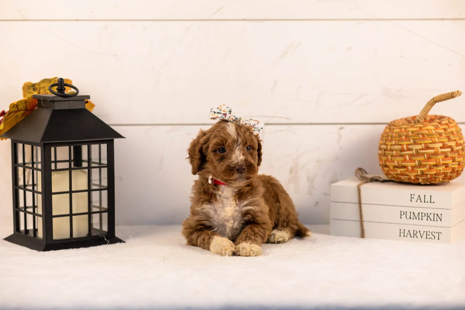 Tatra goldendoodle for sale 5.jpg