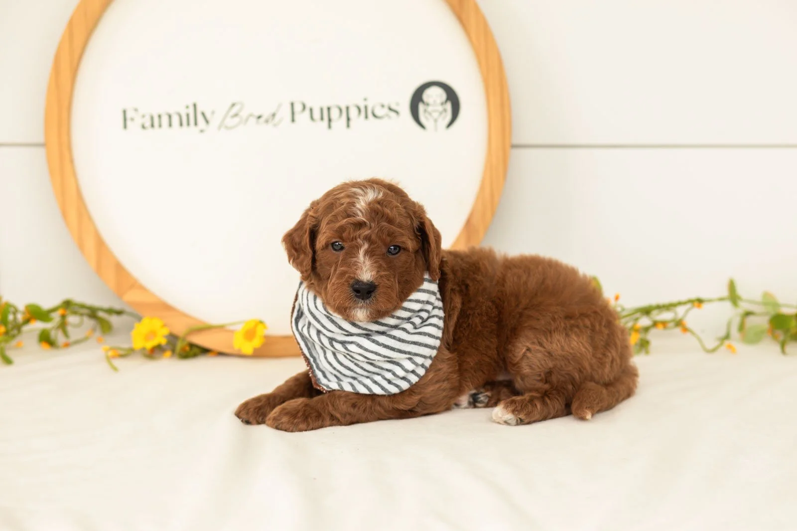 Pika goldendoodle for sale(1).jpg