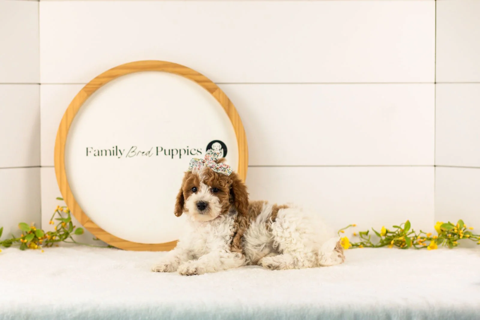 Lucy goldendoodle for sale(2).jpg