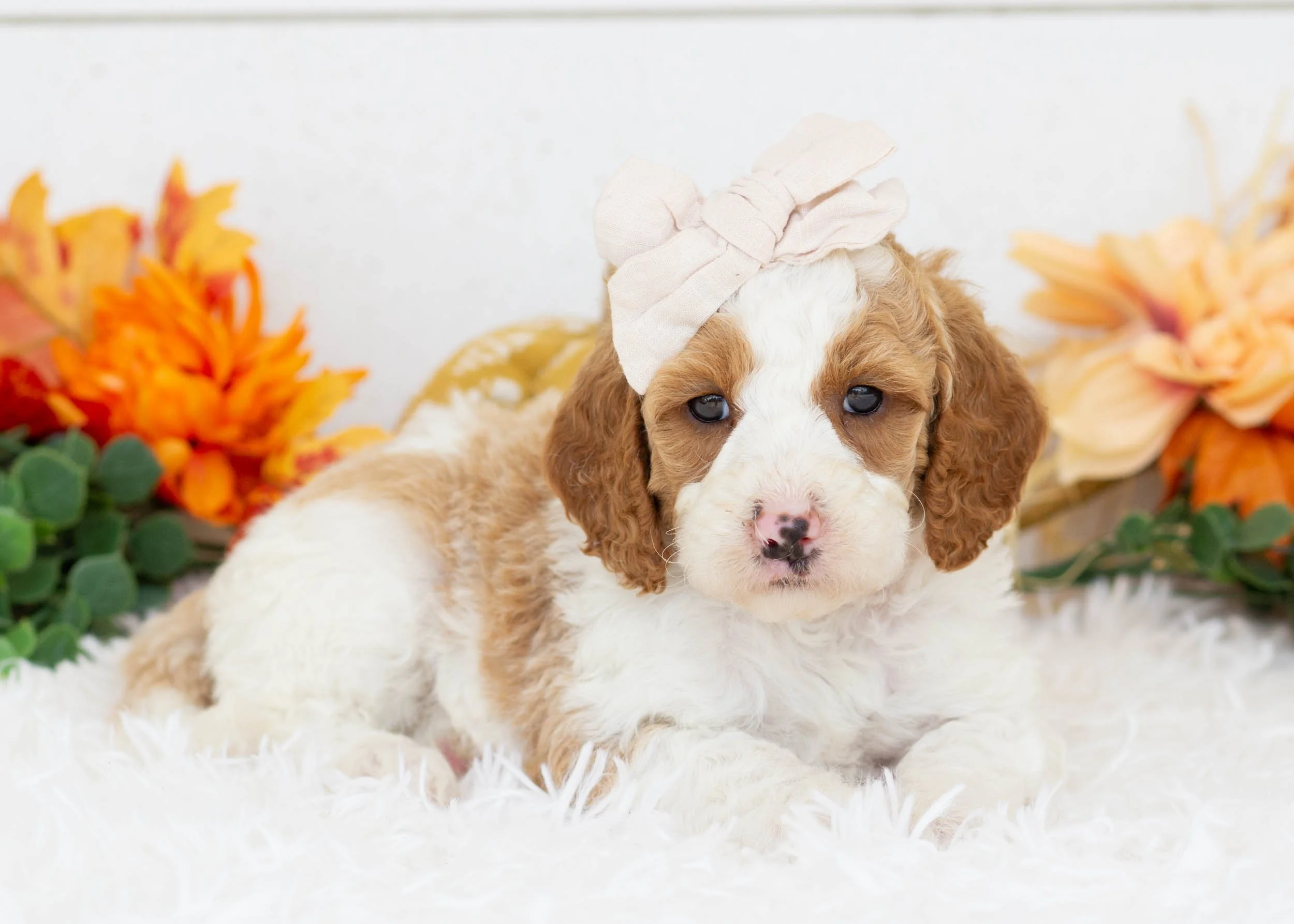 Caddie goldendoodle for sale(3).jpg