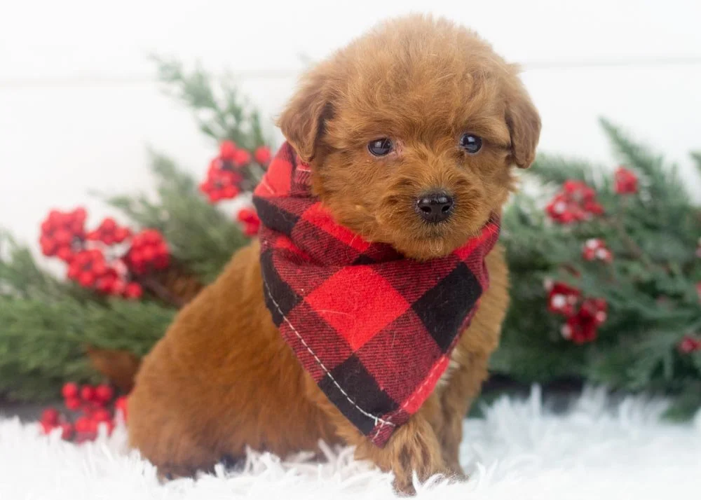 Rain goldendoodle for sale(2).jpg