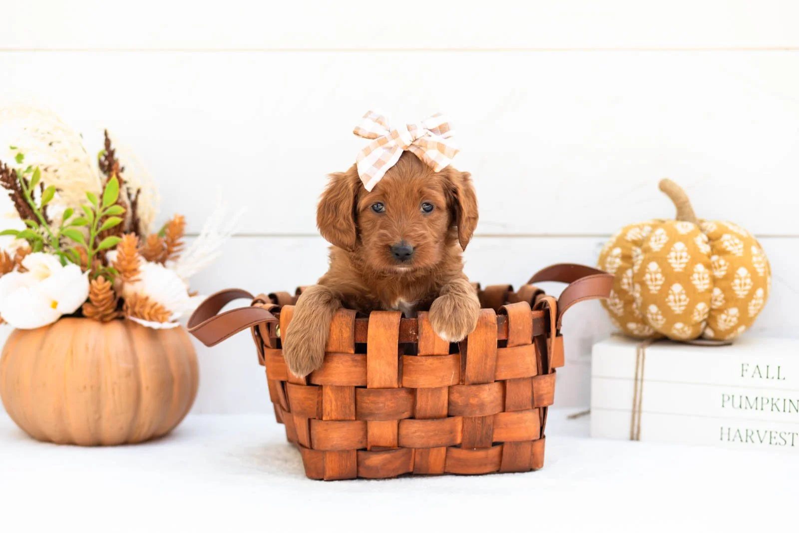 Dottie goldendoodle for sale 1.jpg