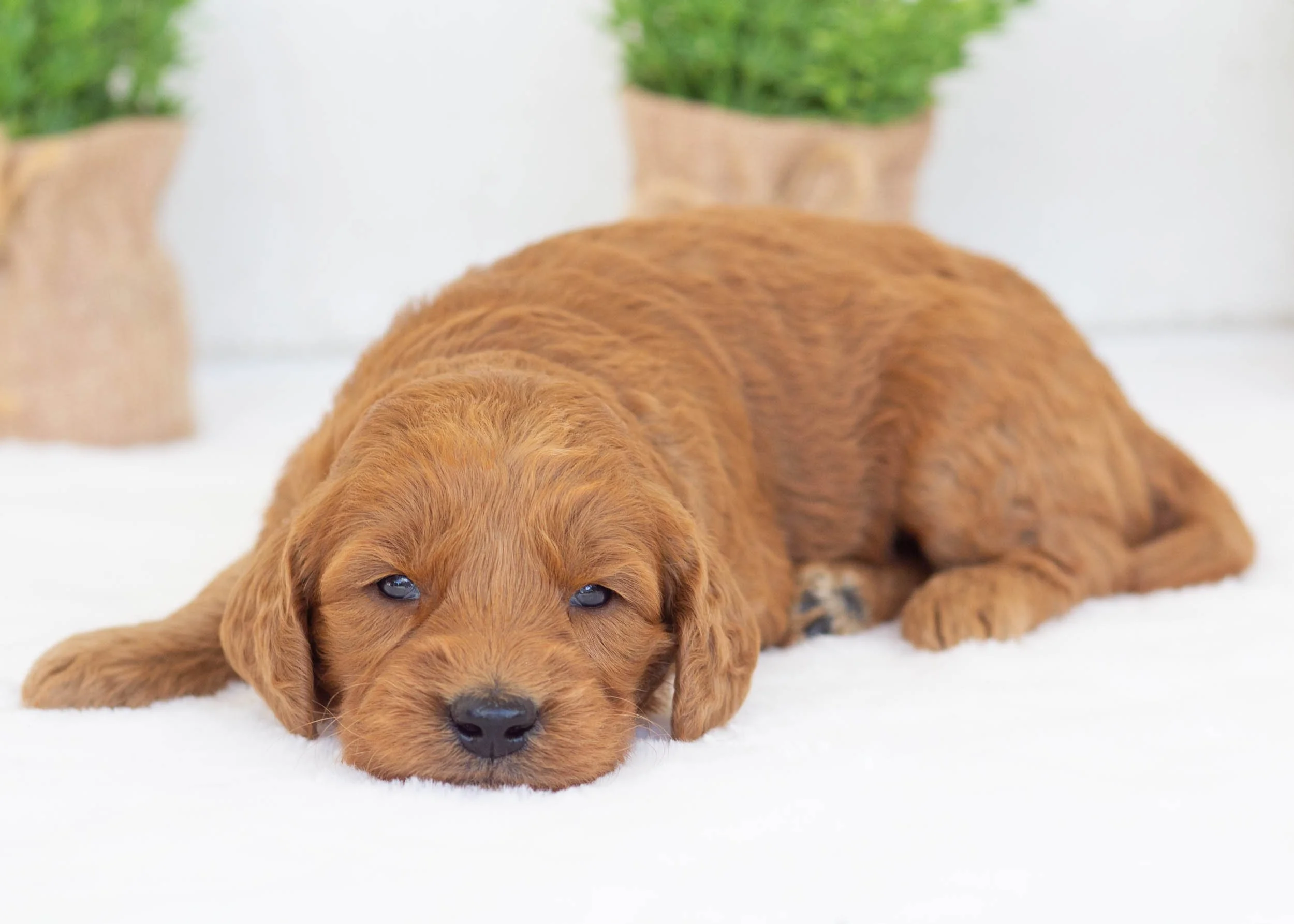 Putter goldendoodle for sale(1).jpg