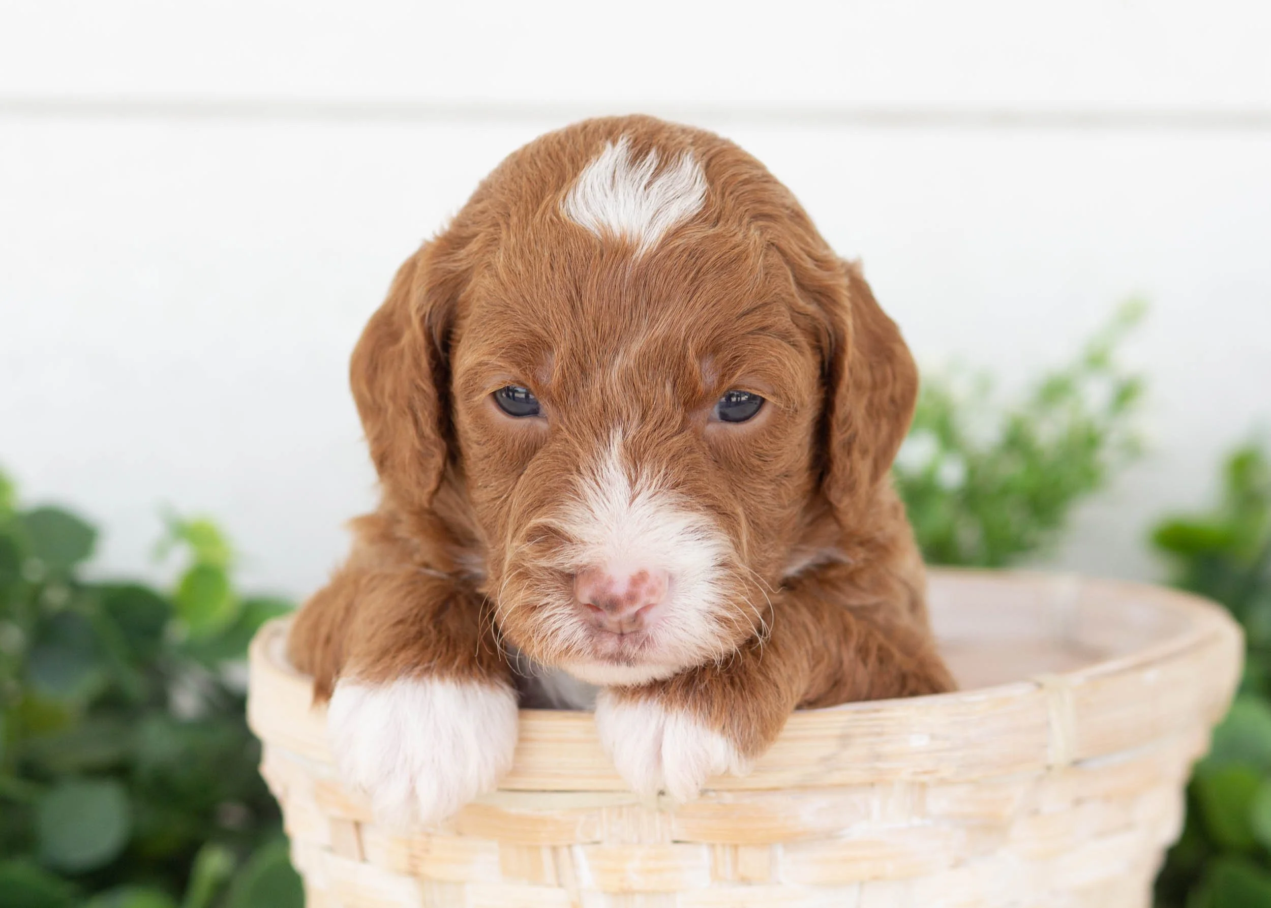 Oscar Goldendoodle For Sale.jpg
