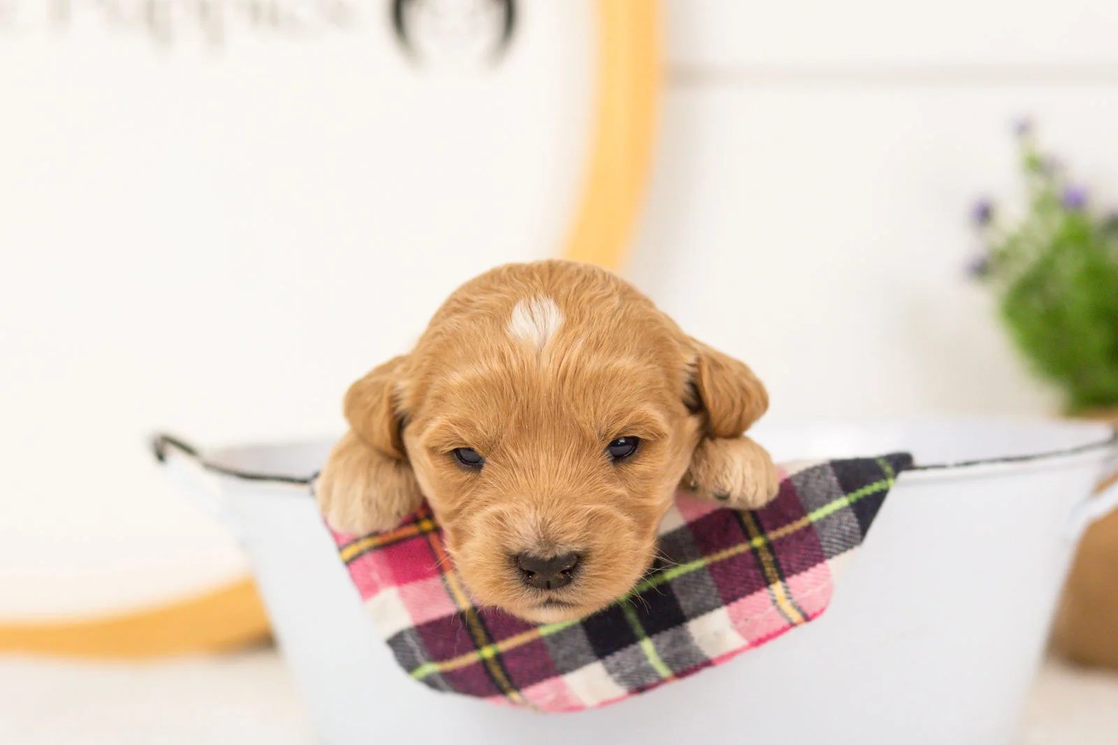 Sandy goldendoodle for sale(3).jpg