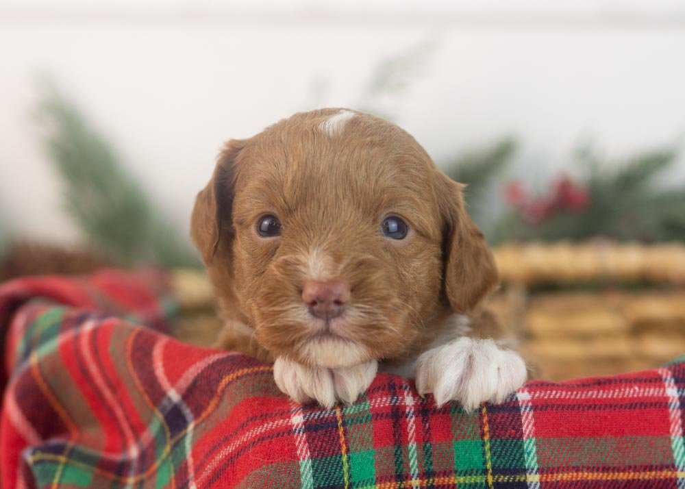 Luigi goldendoodle for sale.jpg