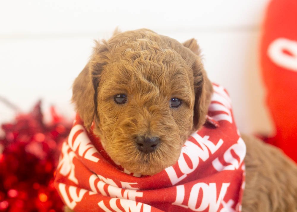 Ram goldendoodle for sale(3).jpg