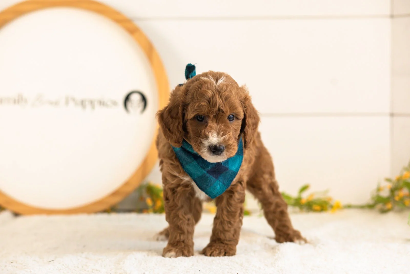 Kai goldendoodle for sale(2).jpg
