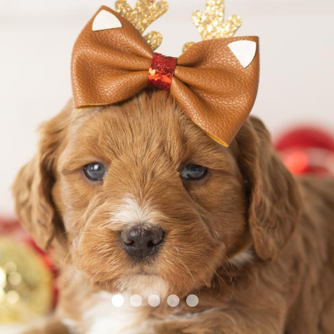 Copy of FBP Design.png