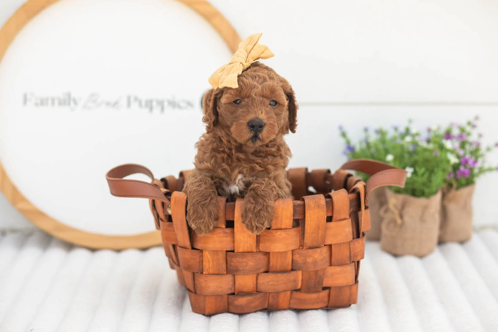 Mallory goldendoodle for sale(4).jpg