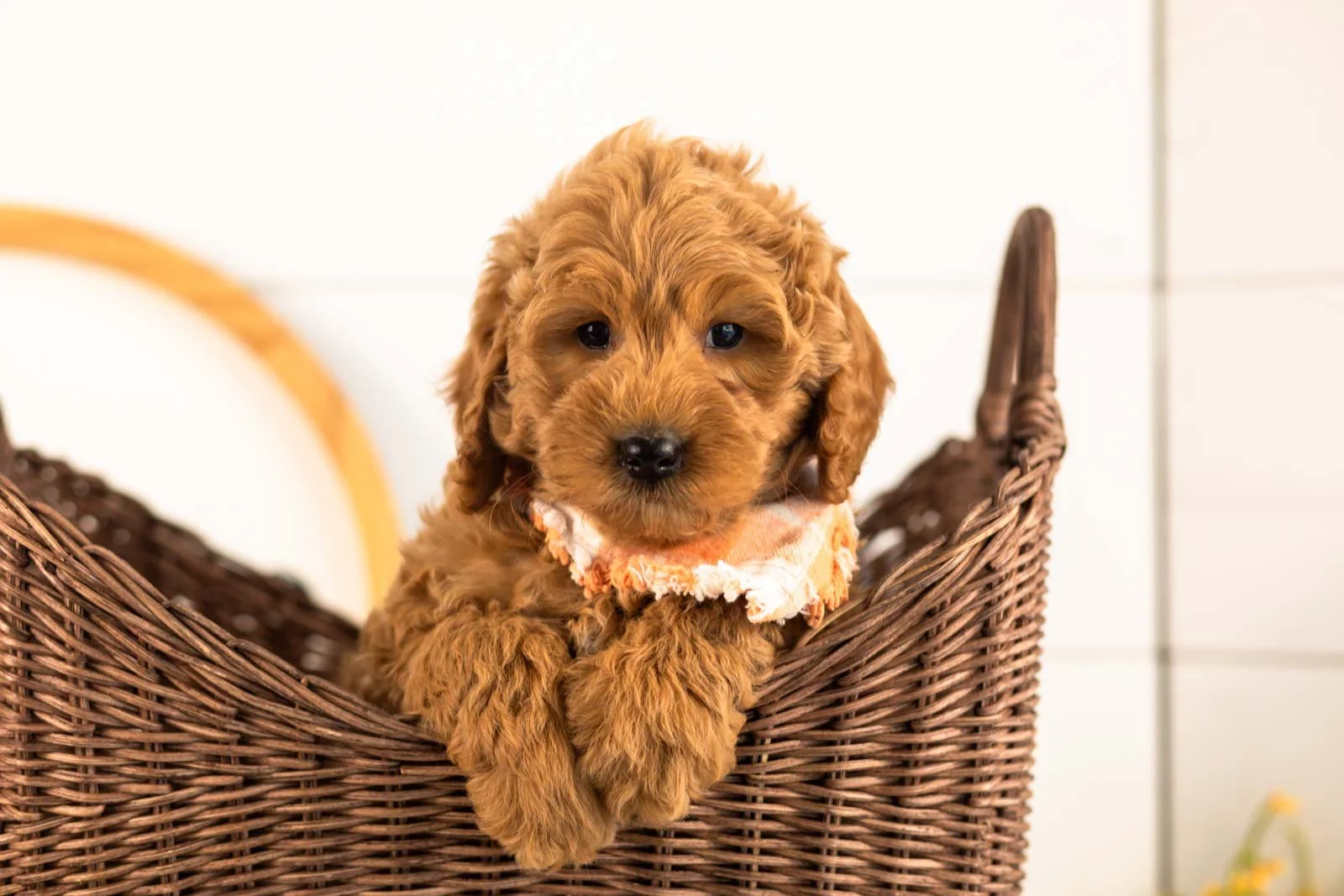 Ben goldendoodle for sale(3).jpg