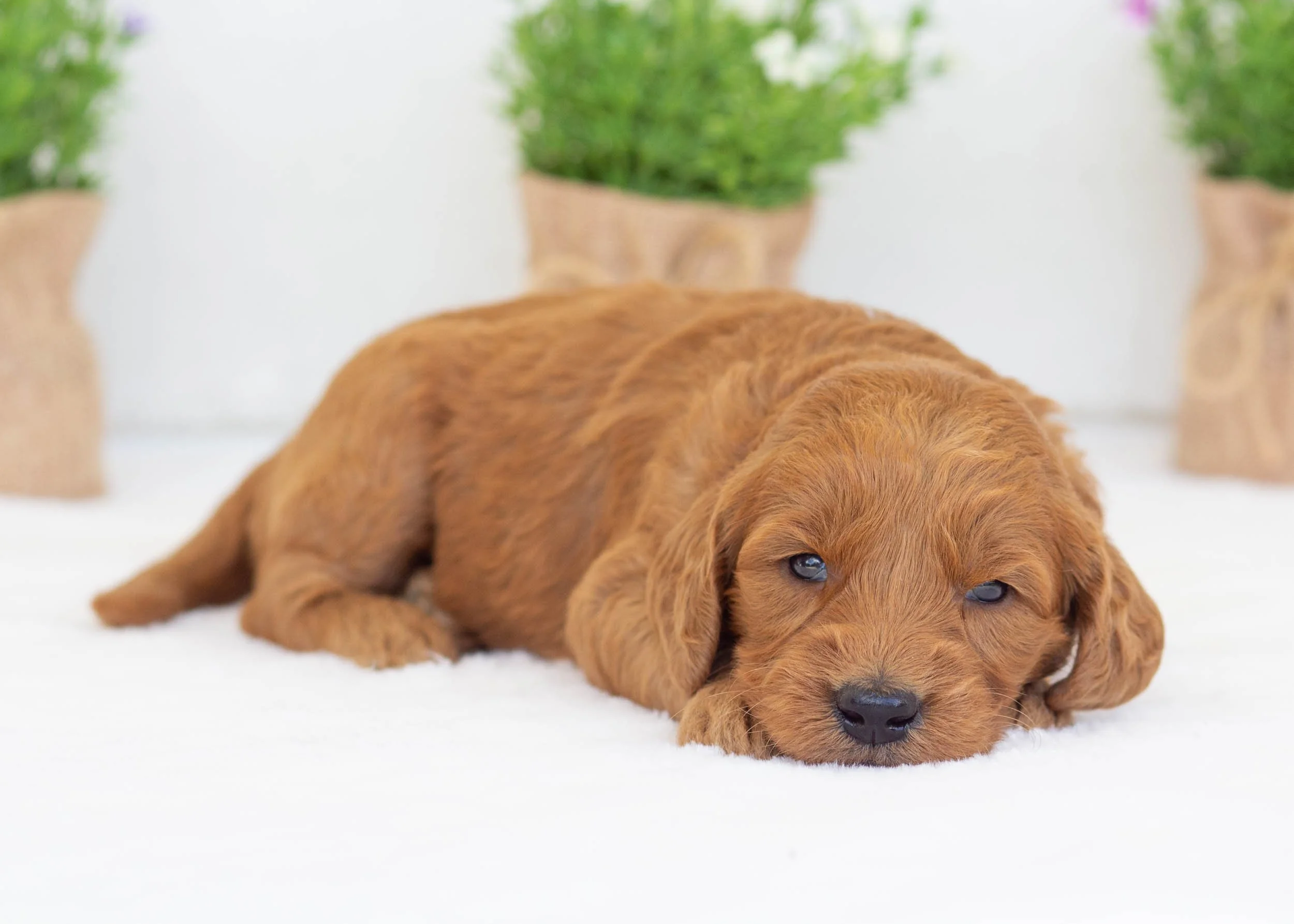 Putter goldendoodle for sale.jpg