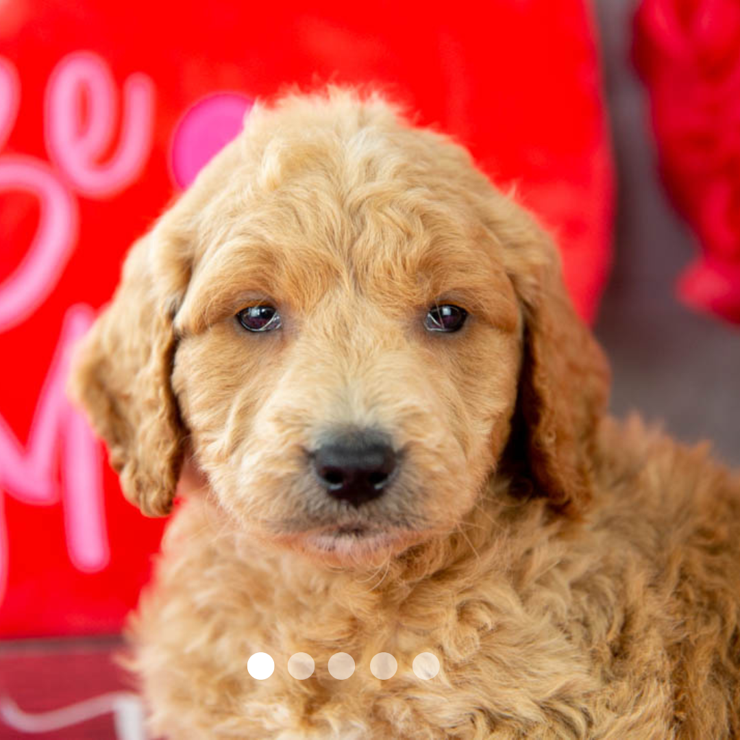 Copy of FBP Design.png