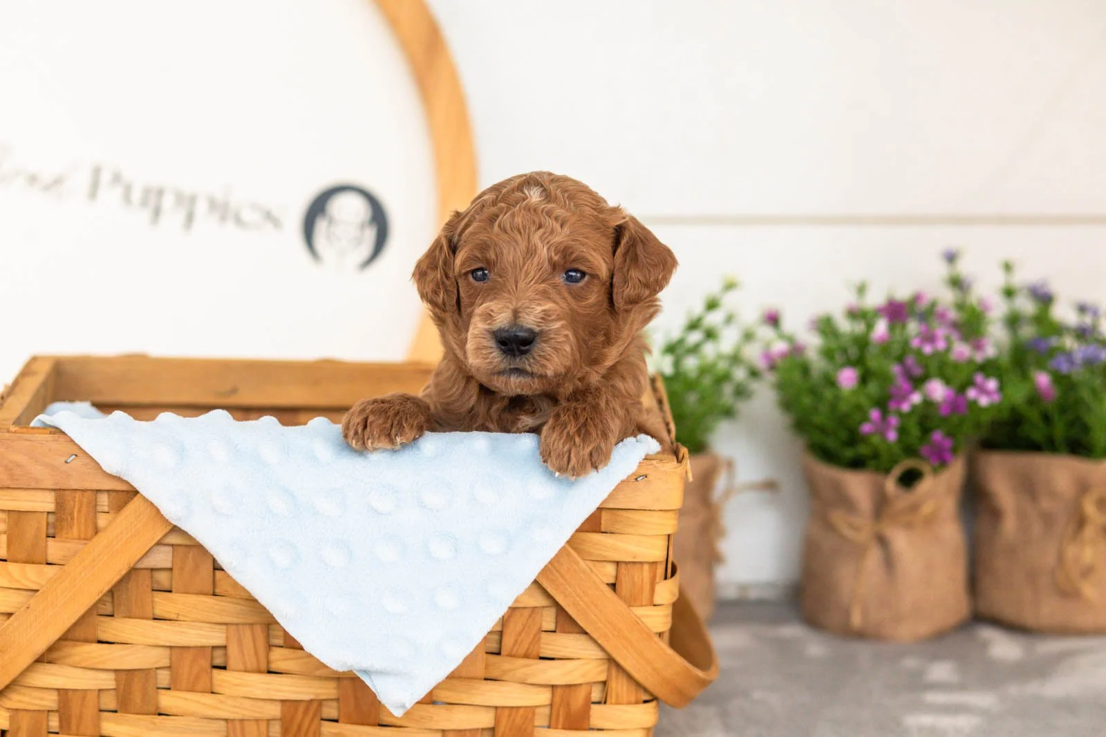 Lux goldendoodle for sale(4).jpg