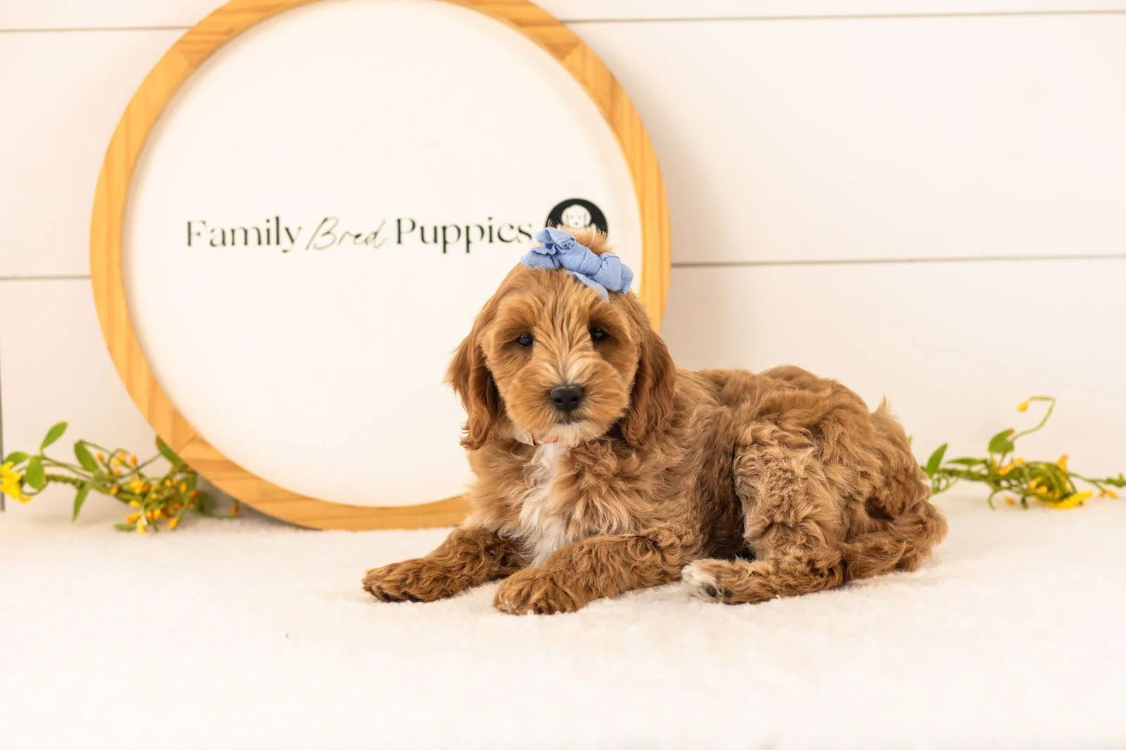 Rain Goldendoodle for sale.jpg