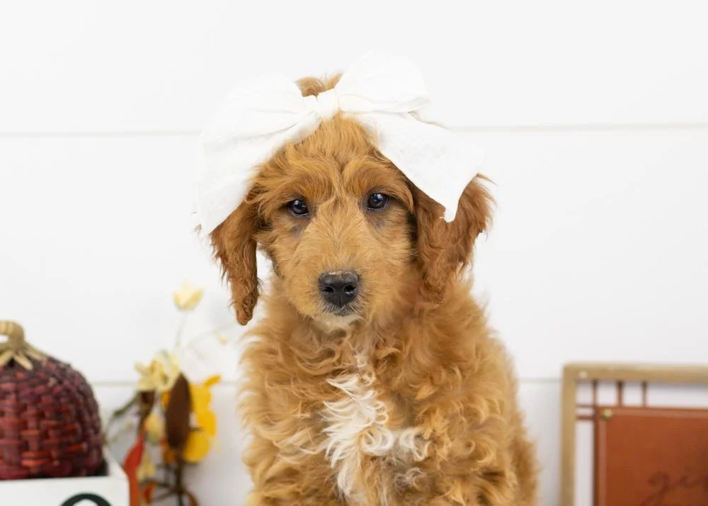 L Lambright 8-20-25 Lola 10.14-2.jpg