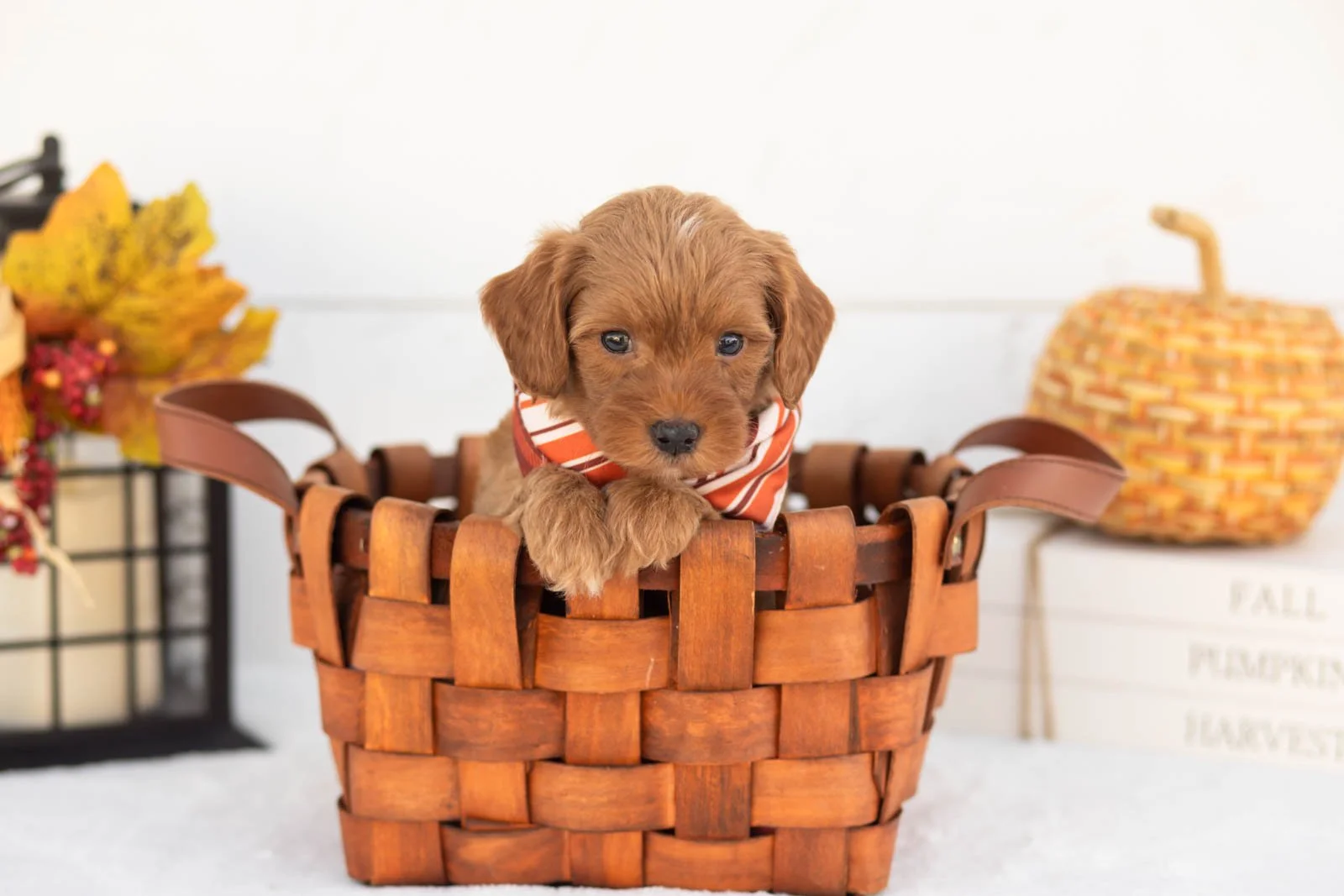 Jonah goldendoodle for sale 1.jpg