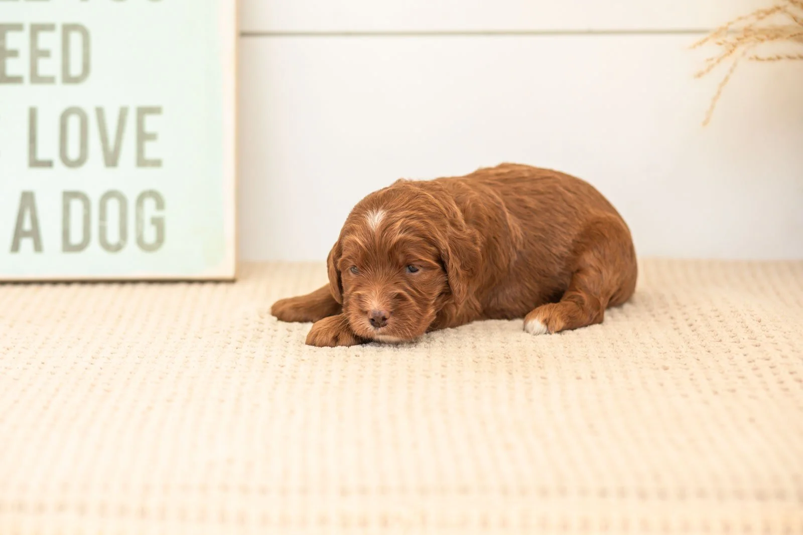 Betty goldendoodle for sale(4).jpg