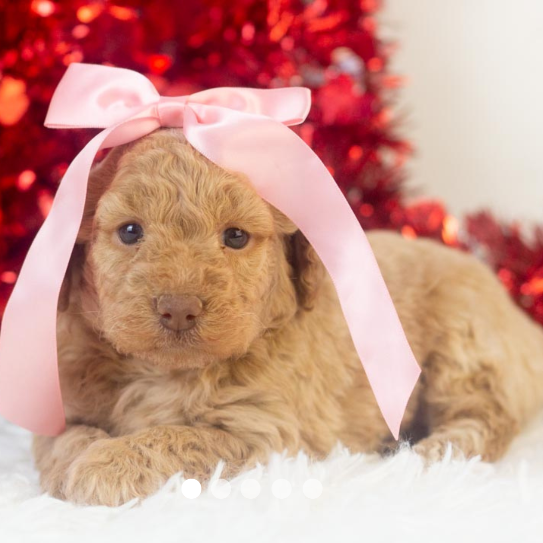 Copy of FBP Design.png