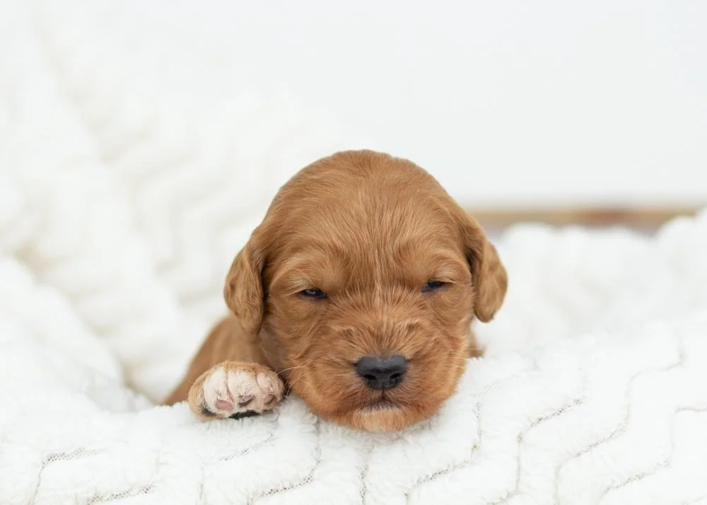 Pistachio goldendoodle for sale.jpg