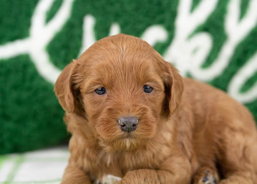 Ray goldendoodle for sale(2).jpg
