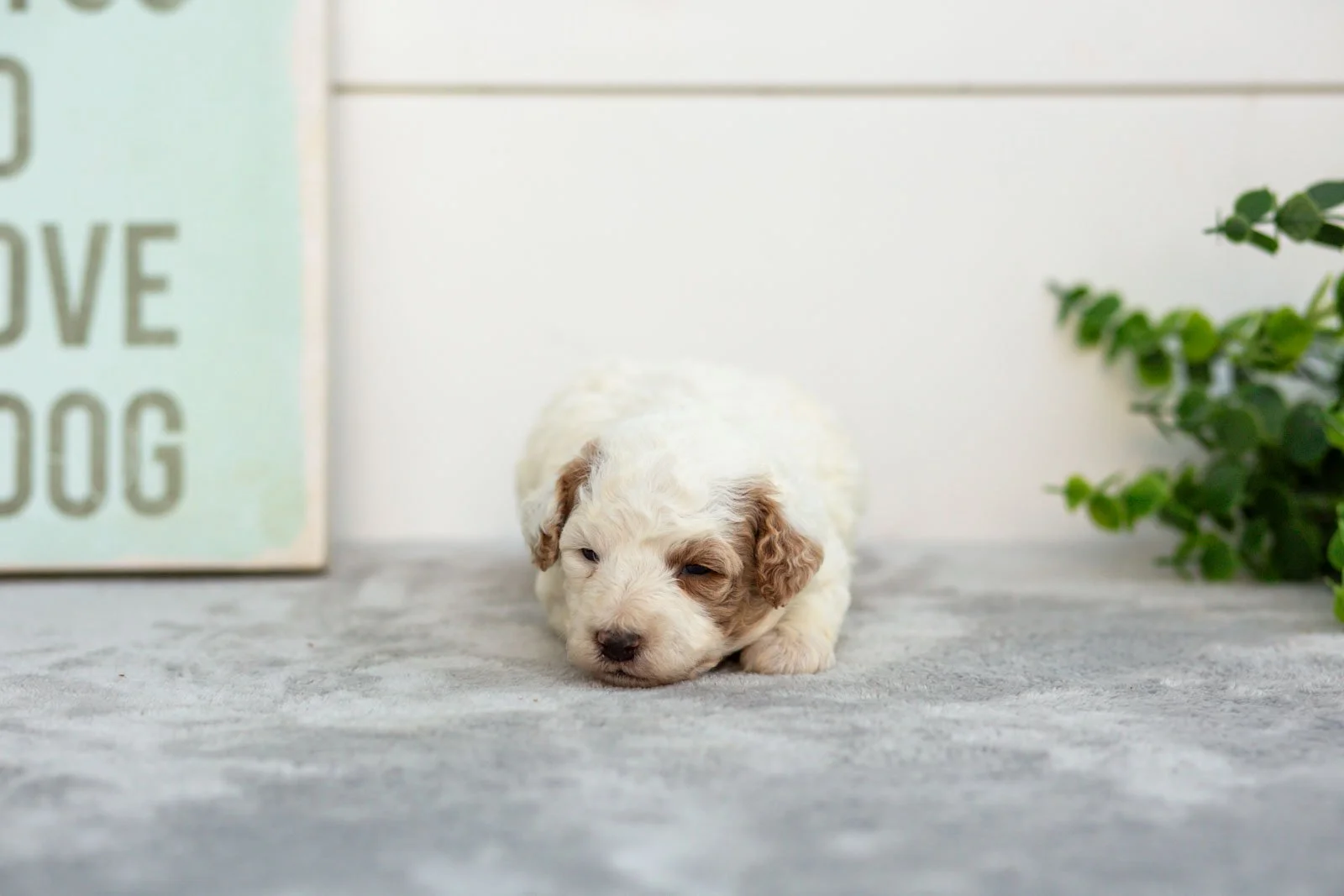 Olive goldendoodle for sale.jpg