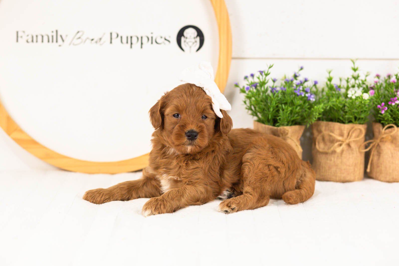 Verity goldendoodle for sale(3).jpg