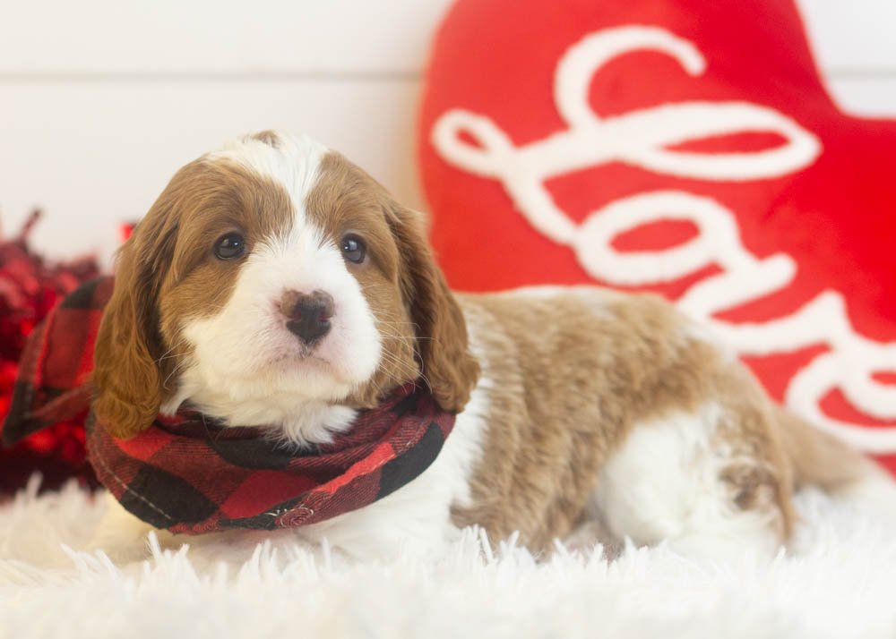 Woody goldendoodle for sale.jpg