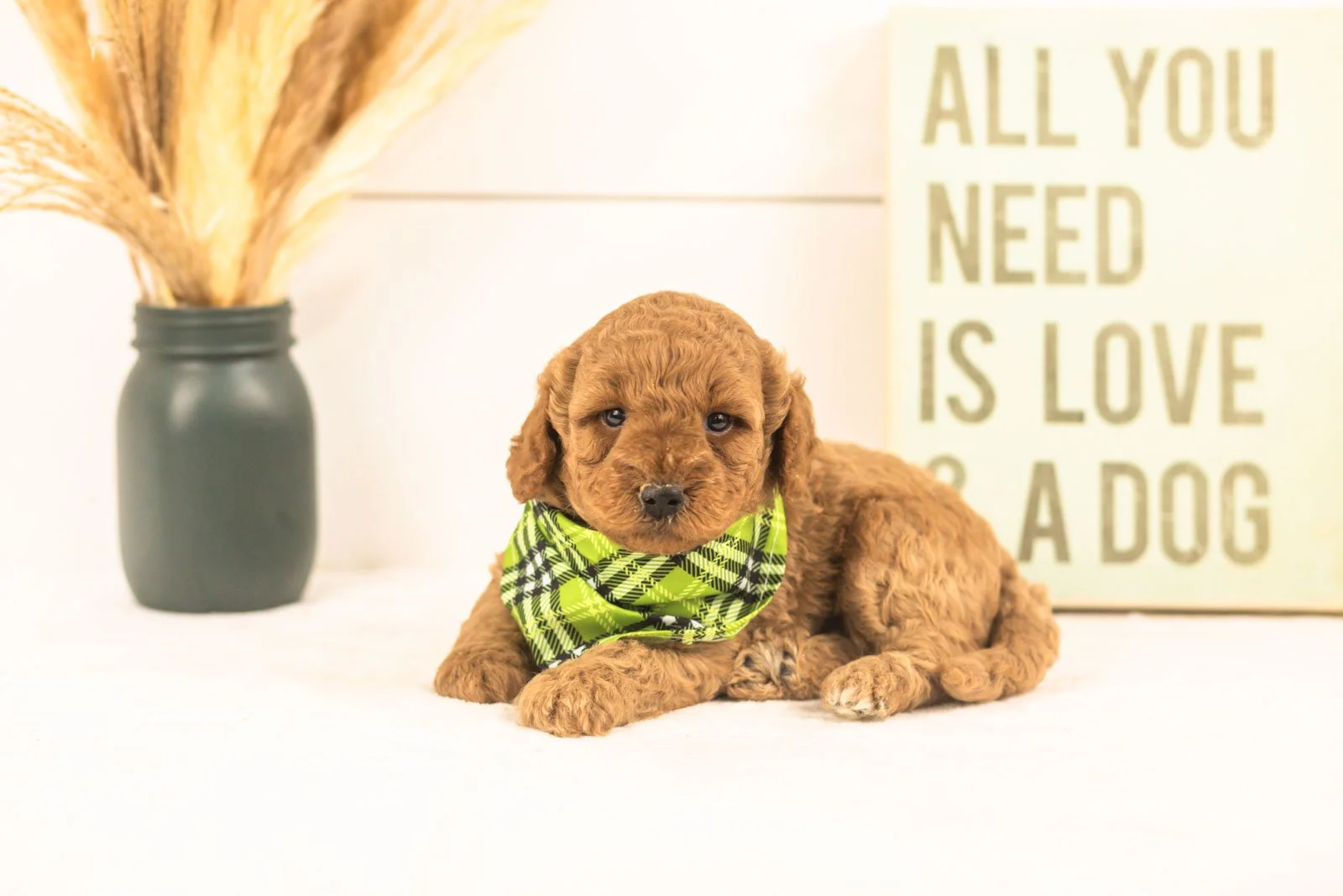Sprout goldendoodle for sale(3).jpg
