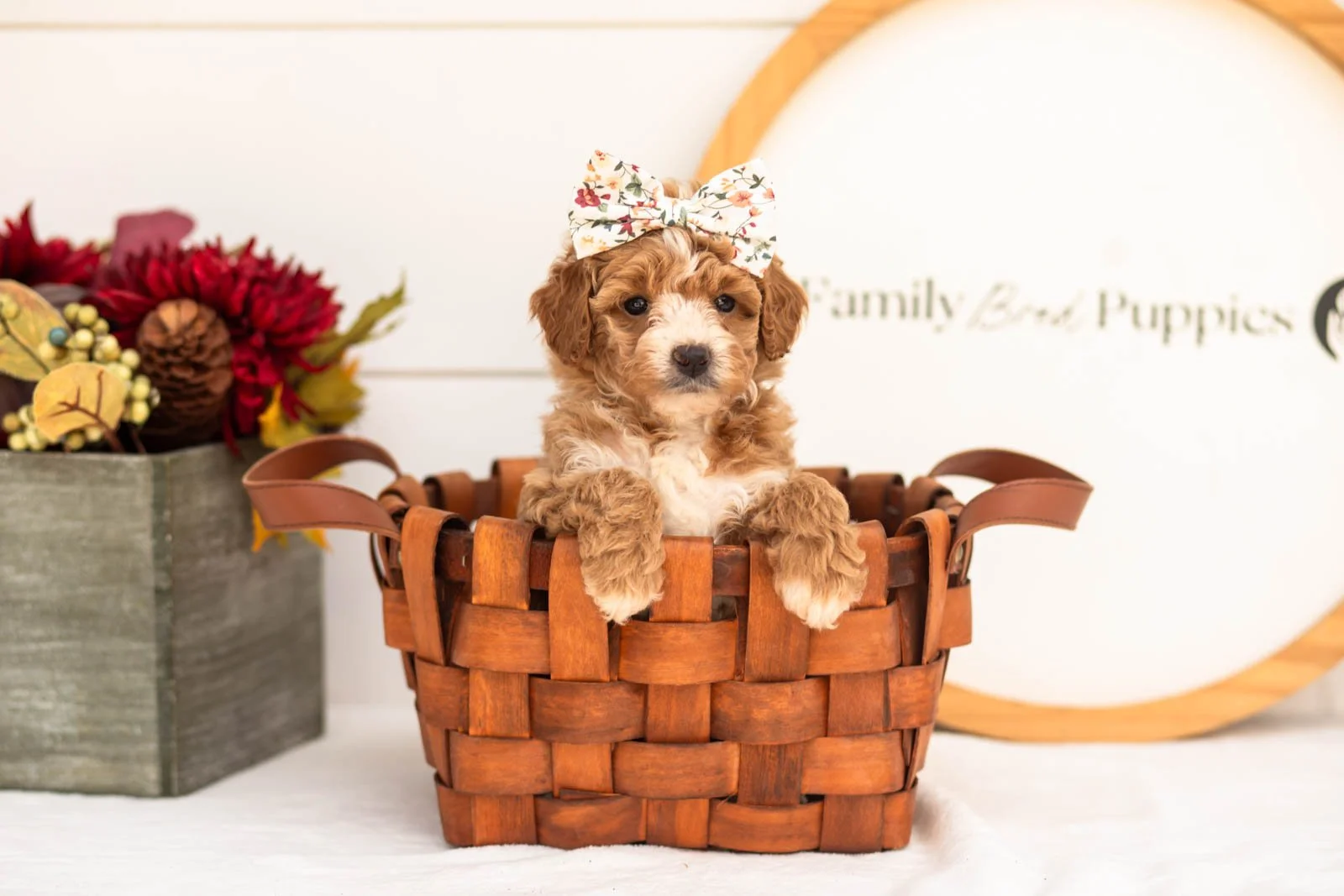 Honey goldendoodle for sale.jpg