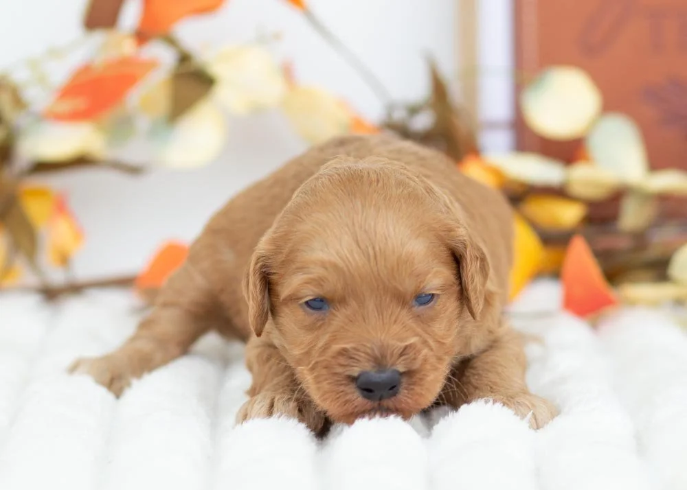Chestnut goldendoodle for sale.jpg