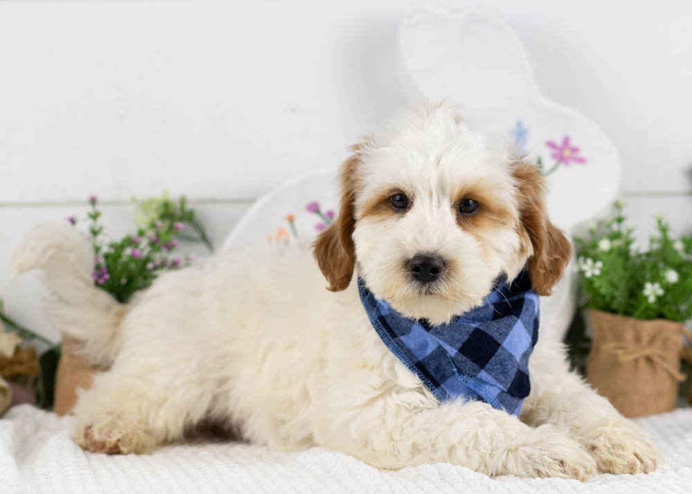 clay goldendoodle for sale.jpg