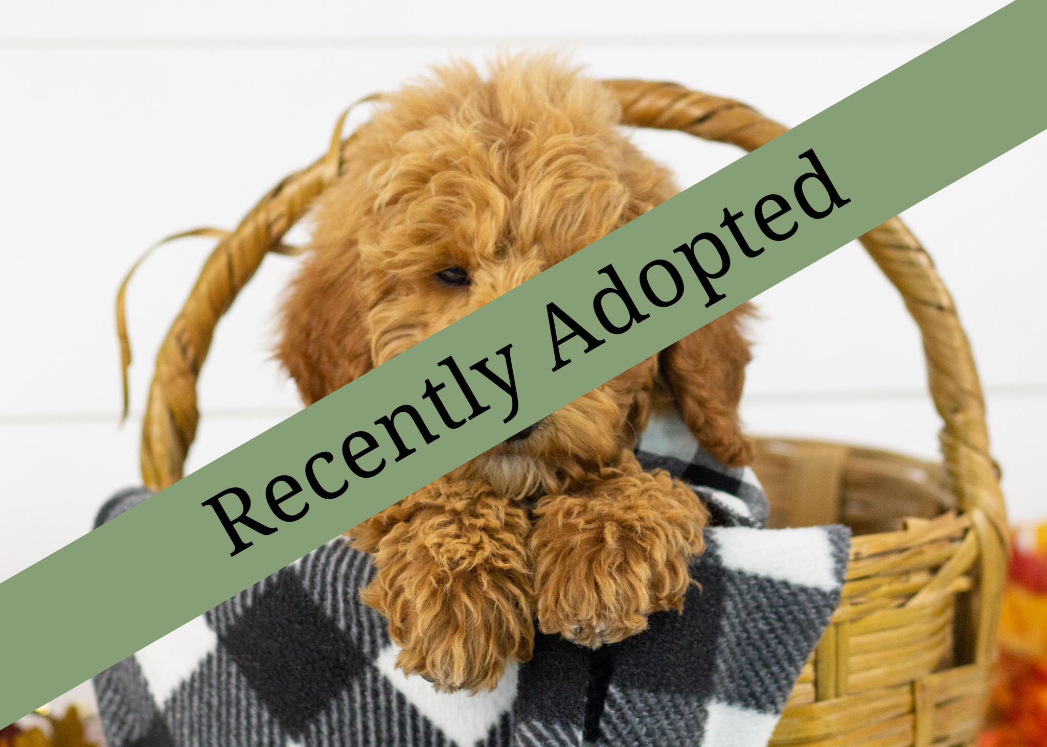 goldendoodle for sale