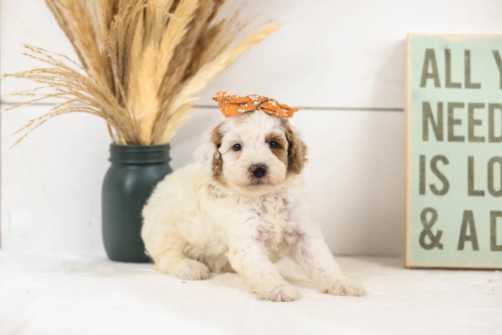 Olive goldendoodle for sale(4).jpg
