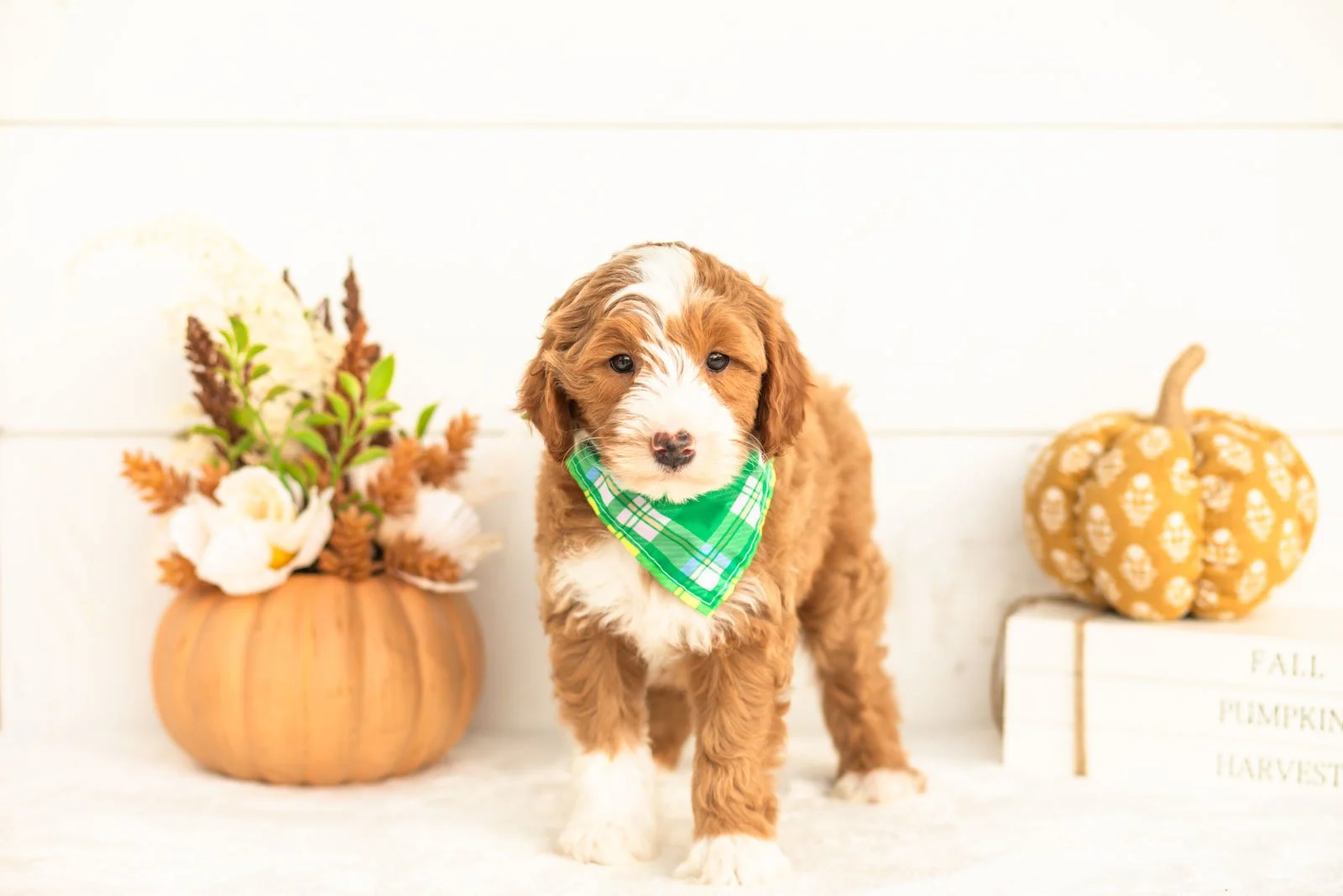 James goldendoodle for sale 3.jpg