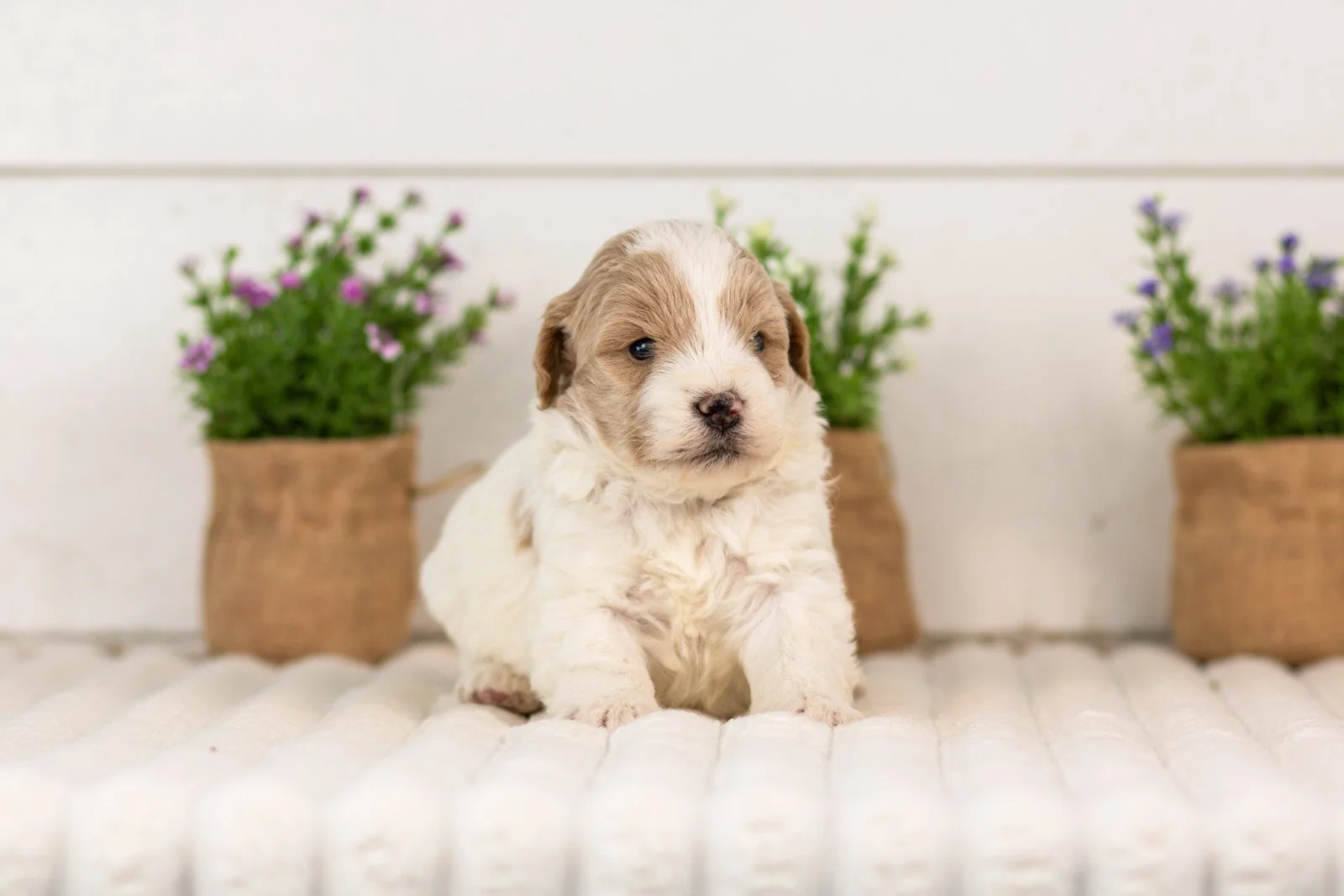 Dee goldendoodle for sale..jpg